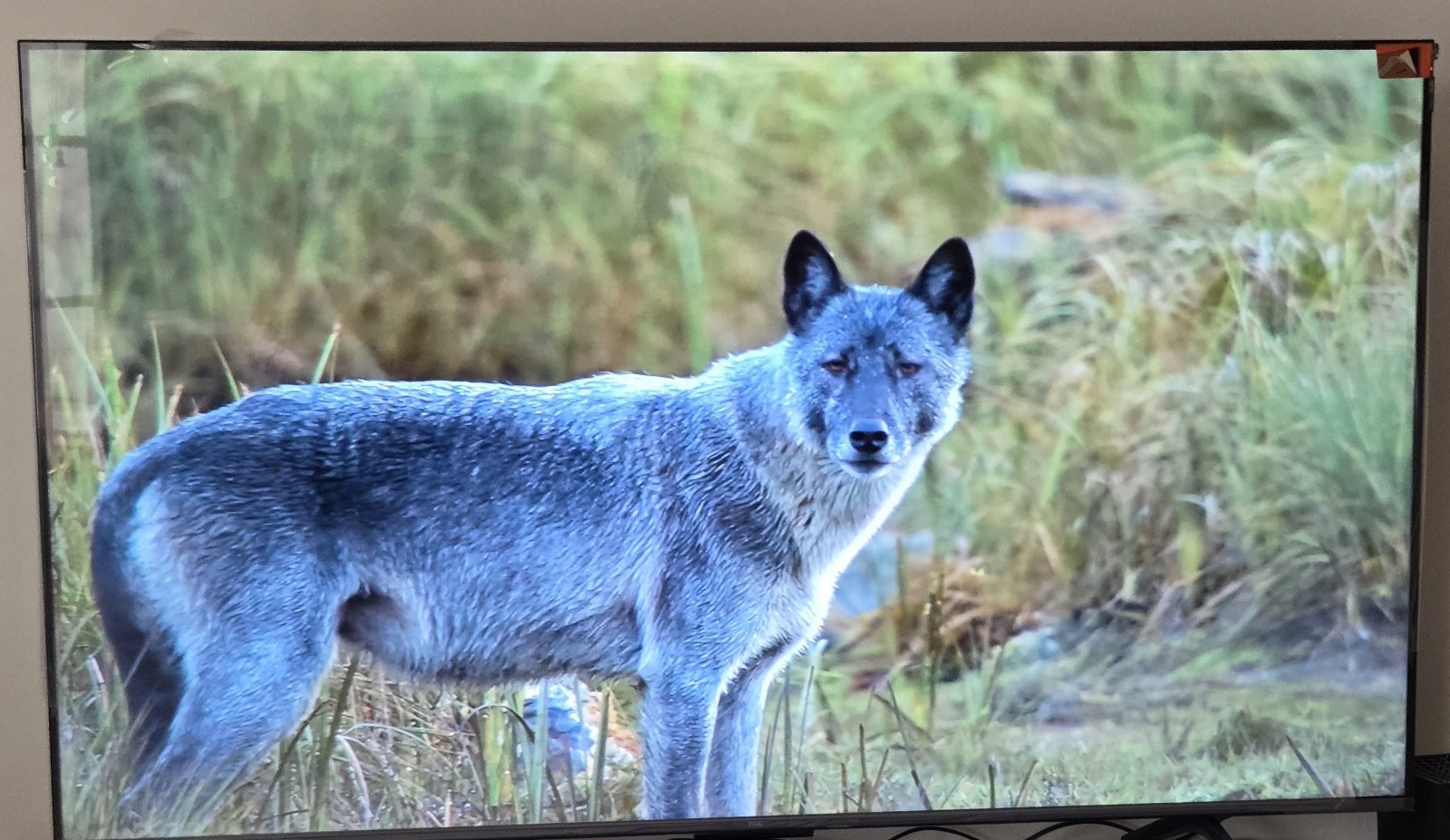 TCL C655 55″ QLED Smart TV